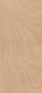 AMERICAN BEECH